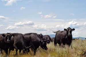 Mannix Family Grass Finished Beef