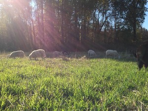 Amana Ranch