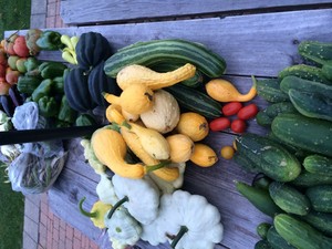 Sunshine Meadows Farm