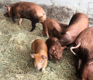 Devon Point Farm - Grass Fed Beef - Heritage Pork