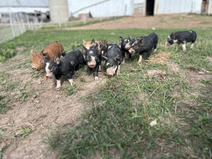 Rank Homestead Farm Products