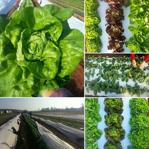 Rodgers Greens and Roots Organic Farm