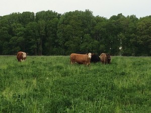 Shady Fox Farm