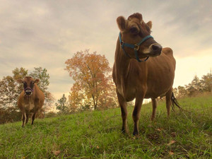 Sacred Harvest Ahimsa Dairy