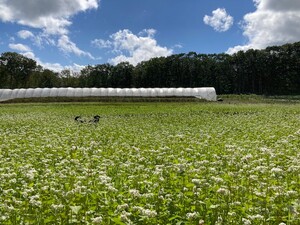 Phil's Farm