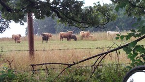 Highway H Highland Cattle Ranch