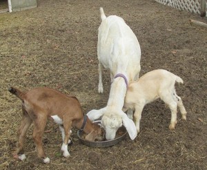 Vaughn Family Farm
