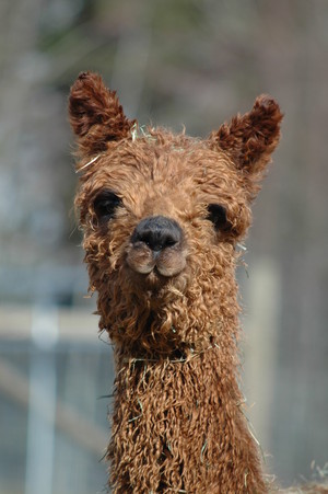 Starr Alpaca Farm