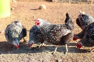 Farmer Bob's Happy Chickens (perfect pastured poultry)