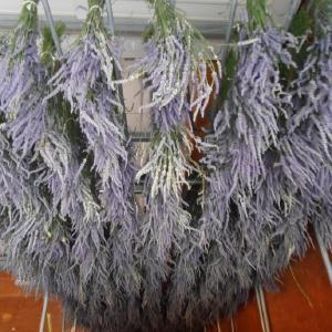 Hammelmans Floral LLC
