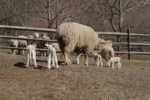 Boreland Family Farm - Pastured Lamb