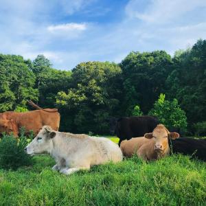 Blue Sky Agriculture