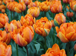 The Bloomery