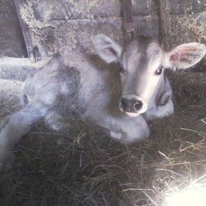 Allen Family Farm