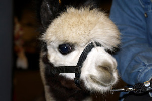 Wright Choice Alpacas