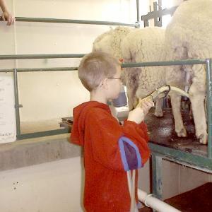 Stoney Acres Sheep Dairy