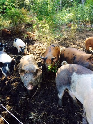 Hettie Belle Farm