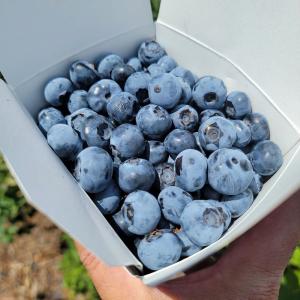 Sunmist Fruit Farm