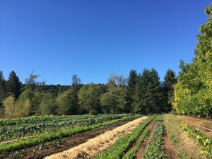 Slice of Heaven Farm