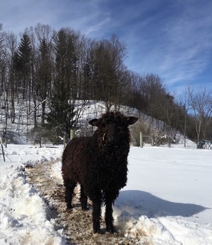 Grass Roots Farm