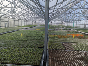 West Star Organics