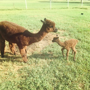 Outstanding Dreams Farm