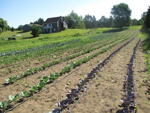 Brown Family Farm
