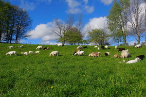 Gibraltar Farm