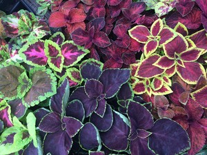 Highland Orchards Farm Market