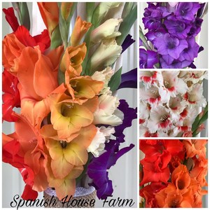 Spanish House Farm