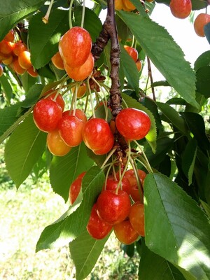 Mead Orchards