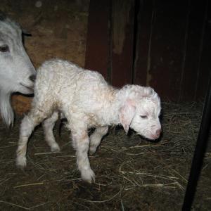 Breeze Hill Farm
