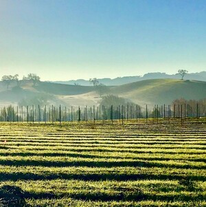 Willow Creek Wine Co.