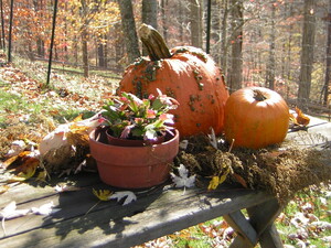 Hearts of the Meadow Farm