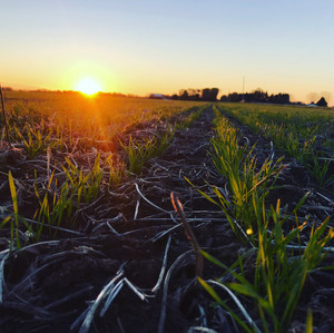 Rex Stites Farms, Inc.