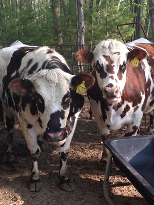 Alpen Rose Creamery