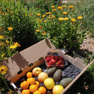 Mountain Bounty Farm