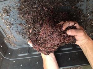 Zippy's Worm Farm