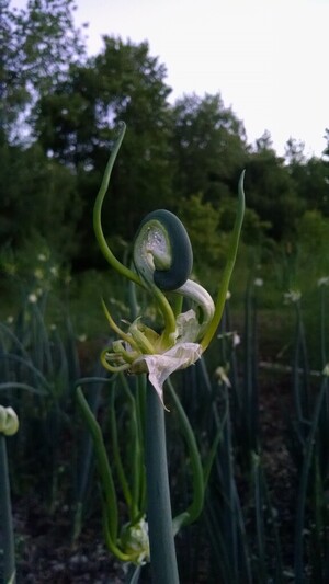 Spent Dandelion Farm,  LLC