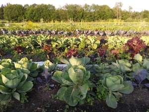 Sound Vegetables