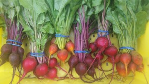 Seedswell Vegetable Farm