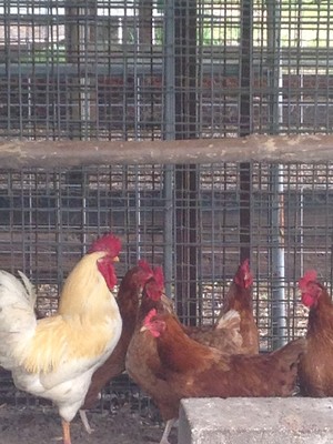 Fertilized Chicken Eggs