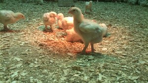 Shani's Farm
