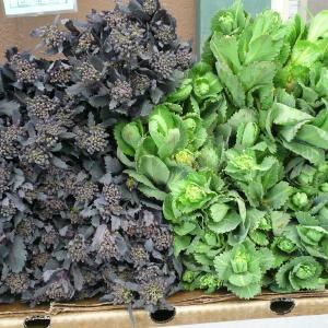 Hood River Organic