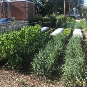 Chain Reaction Urban Farm