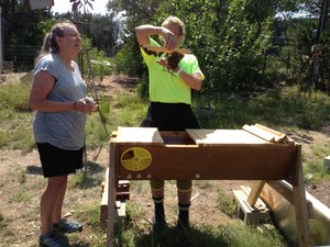 Bee Friendly Austin