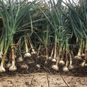 Meadowlark Community Farm