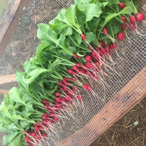 Olivette Farm