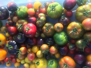 Deerfield Farms