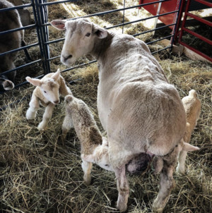 Scuttleship Farm